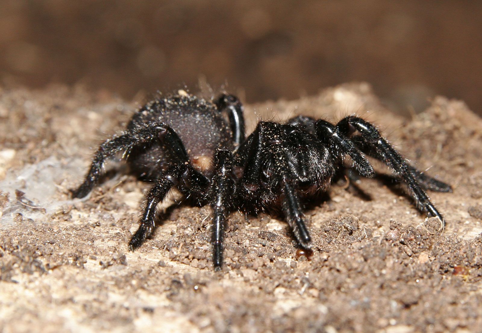 Desivo nechutné pavúky z Austrálie si už môžeš kúpiť aj domov. Najhoršie beštie môžu byť tvoje za stovky eur