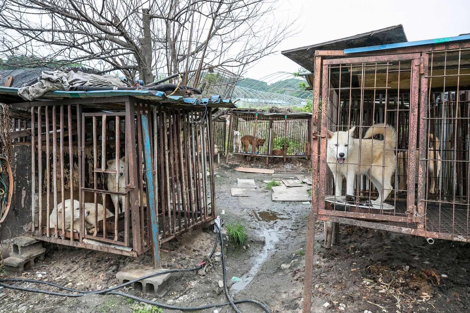 Kórejský bitúnok zabíjal psy elektrinou, aby ich zákazníci mohli jesť. Úrady z neho teraz zachránili 85 zvierat