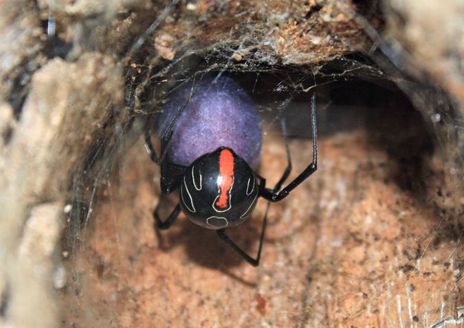 Experti objavili zatiaľ najväčší druh čiernej vdovy na svete. Desivý pavúk hryzie a disponuje smrtiacim jedom