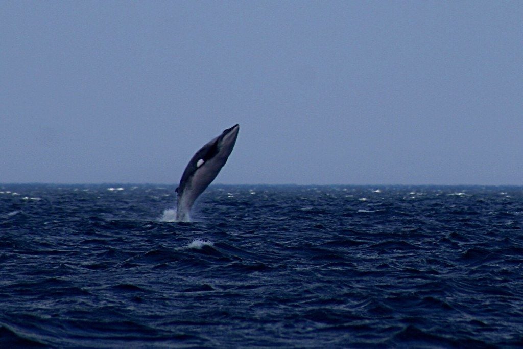 Japonci už zabili prvú veľrybu. Len nedávno obnovený komerčný lov už má svoju obeť
