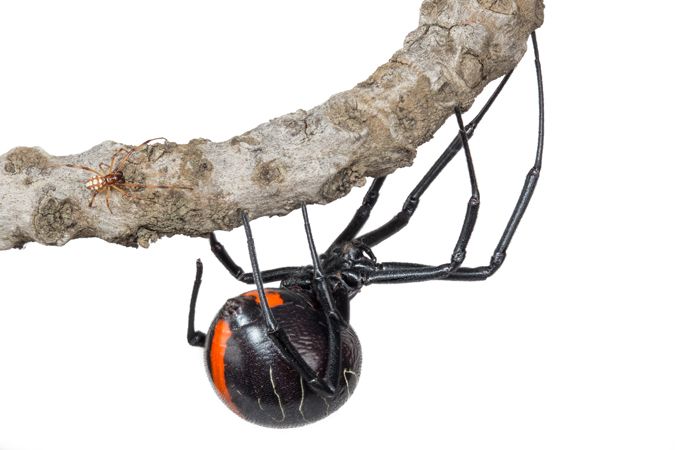Experti objavili zatiaľ najväčší druh čiernej vdovy na svete. Desivý pavúk hryzie a disponuje smrtiacim jedom