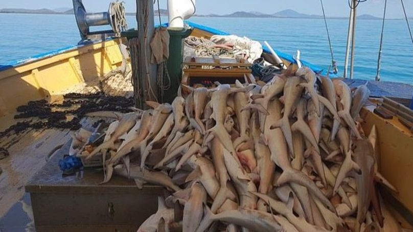 Znepokojujúce fotky ukazujú stovky zabitých žralokov. Na verejnosť unikli zábery z rybárskych lodí, ktoré ti neurobia dobre