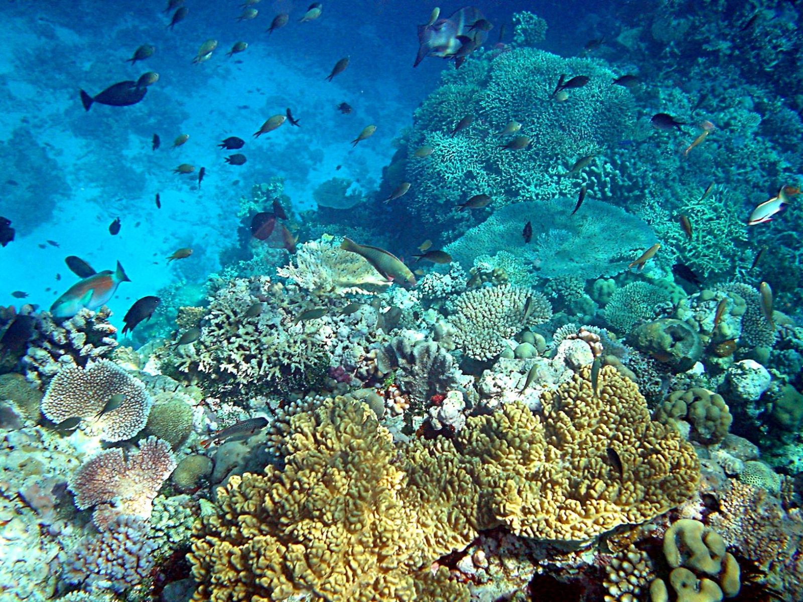 K Austrálii sa blíži plávajúci ostrov, ktorý môže zachrániť Veľkú koralovú bariéru