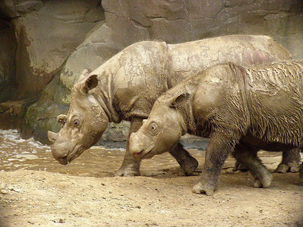V Malajzii zahynul posledný druh vzácneho nosorožca