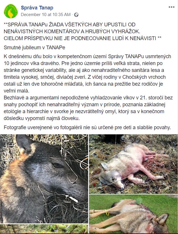 Ministerstvo zastavilo lov vlka, prechádzala tomu státisícová petícia a protesty ochranárov