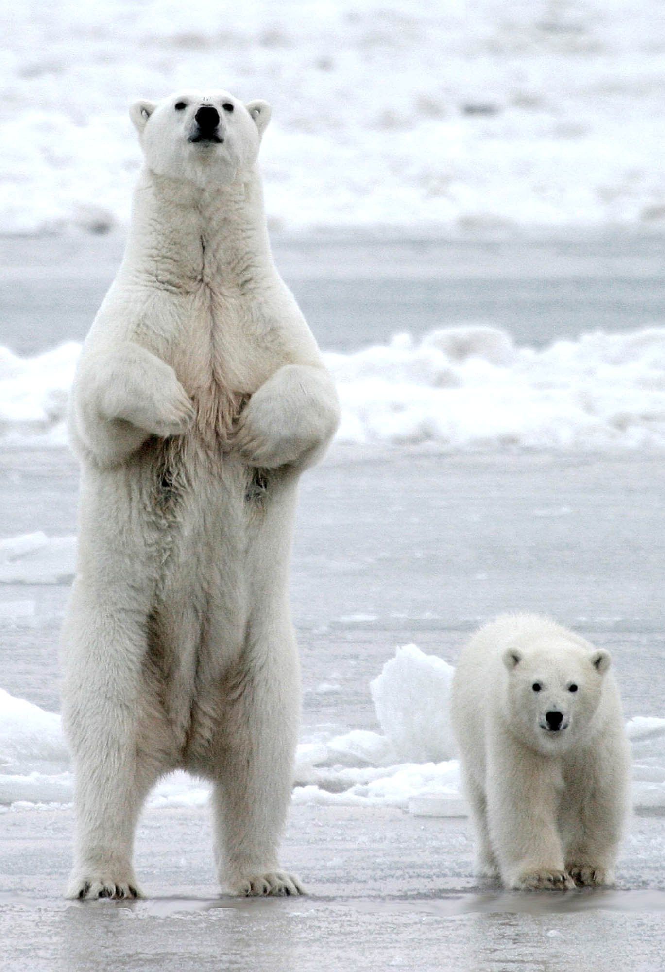 Ľadové medvede by mohli vyhynúť do roku 2100. Ak sa ľadovce roztopia, nebudú mať kam ísť, varujú vedci