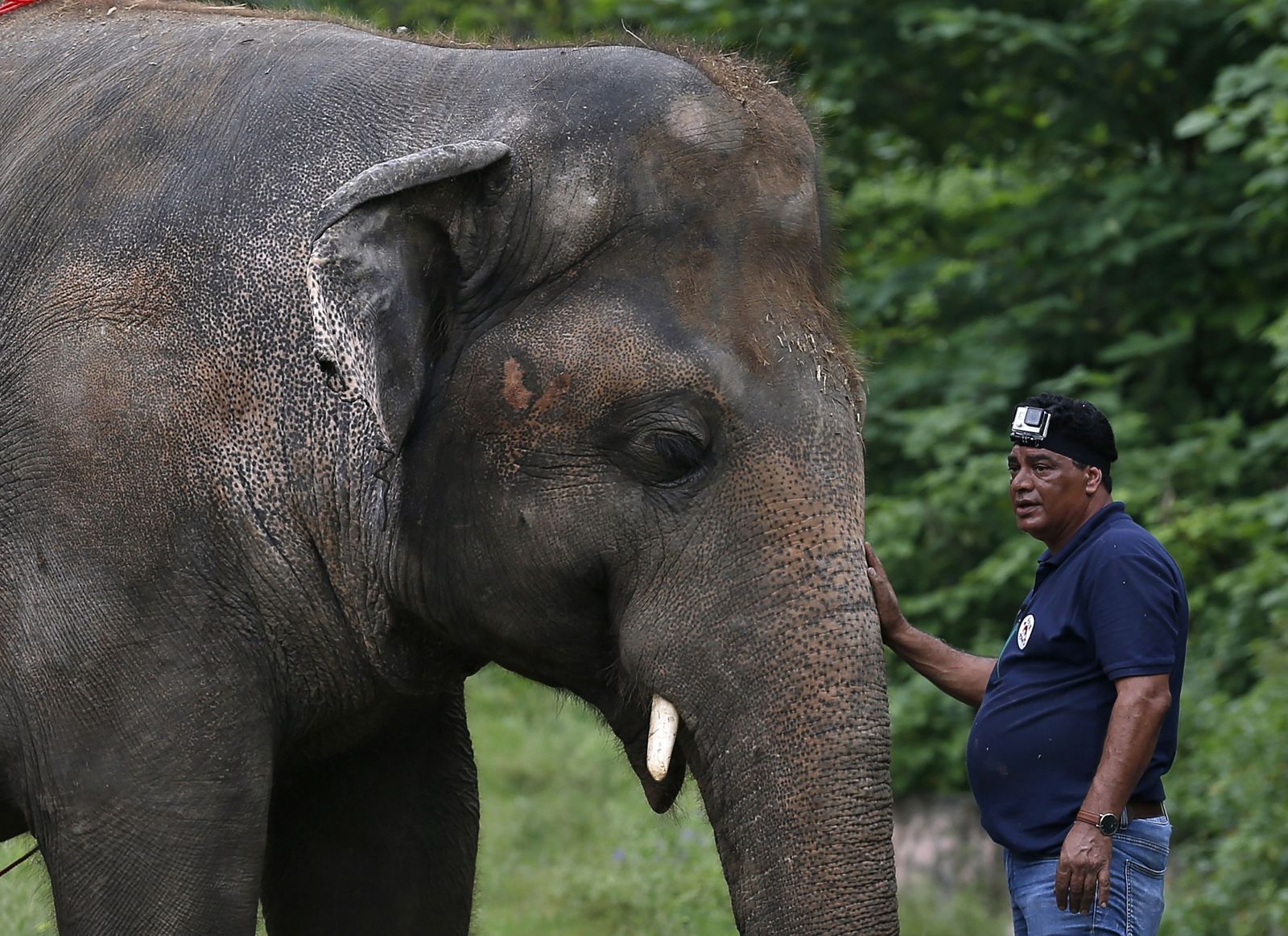 Najosamelejší slon na svete môže po 35 rokoch v ZOO konečne zažiť slobodu a divočinu