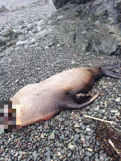 Na kanadských plážach vyplavuje tulene bez hlavy. Vedci predpokladajú, že sú za tým ľudia