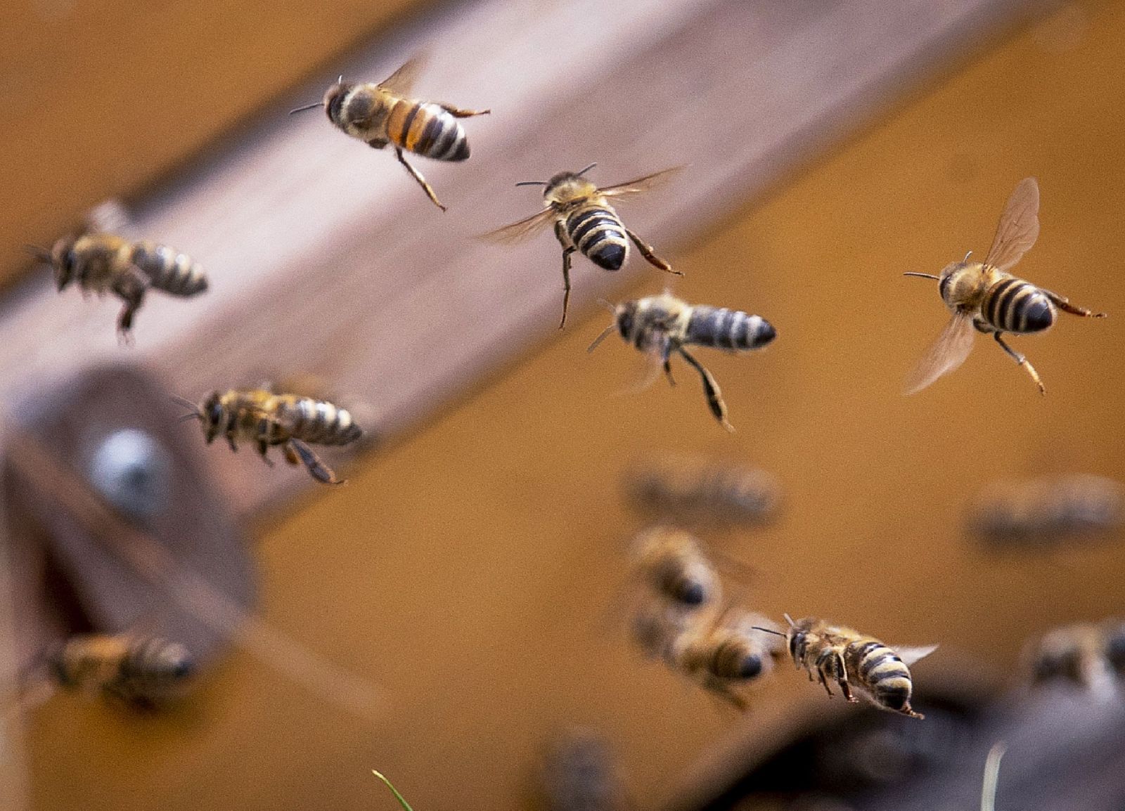 Tajomstvo medu je v zdravom prostredí, kde včely žijú