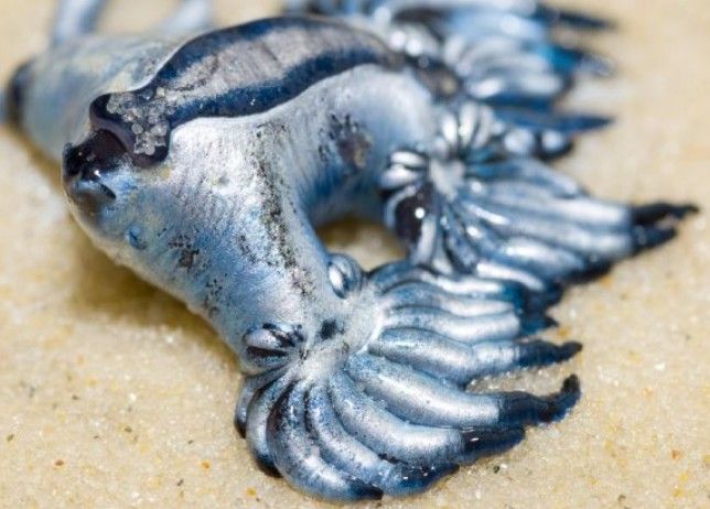 Na pobreží USA sa objavujú vzácne „modré draky“. Vieš čo to je?