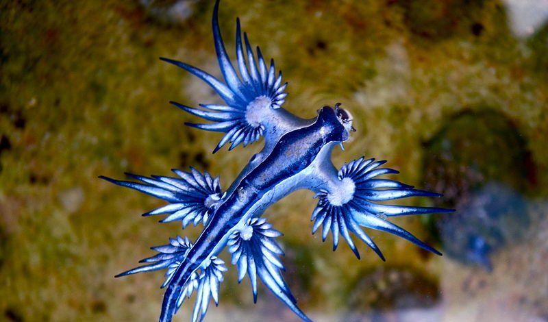 Na pobreží USA sa objavujú vzácne „modré draky“. Vieš čo to je?