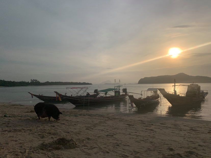 Po plážach ostrova Ko Samui pobehujú roztomilé prasiatka. Čo všetko zažijete na treťom najväčšom thajskom ostrove?