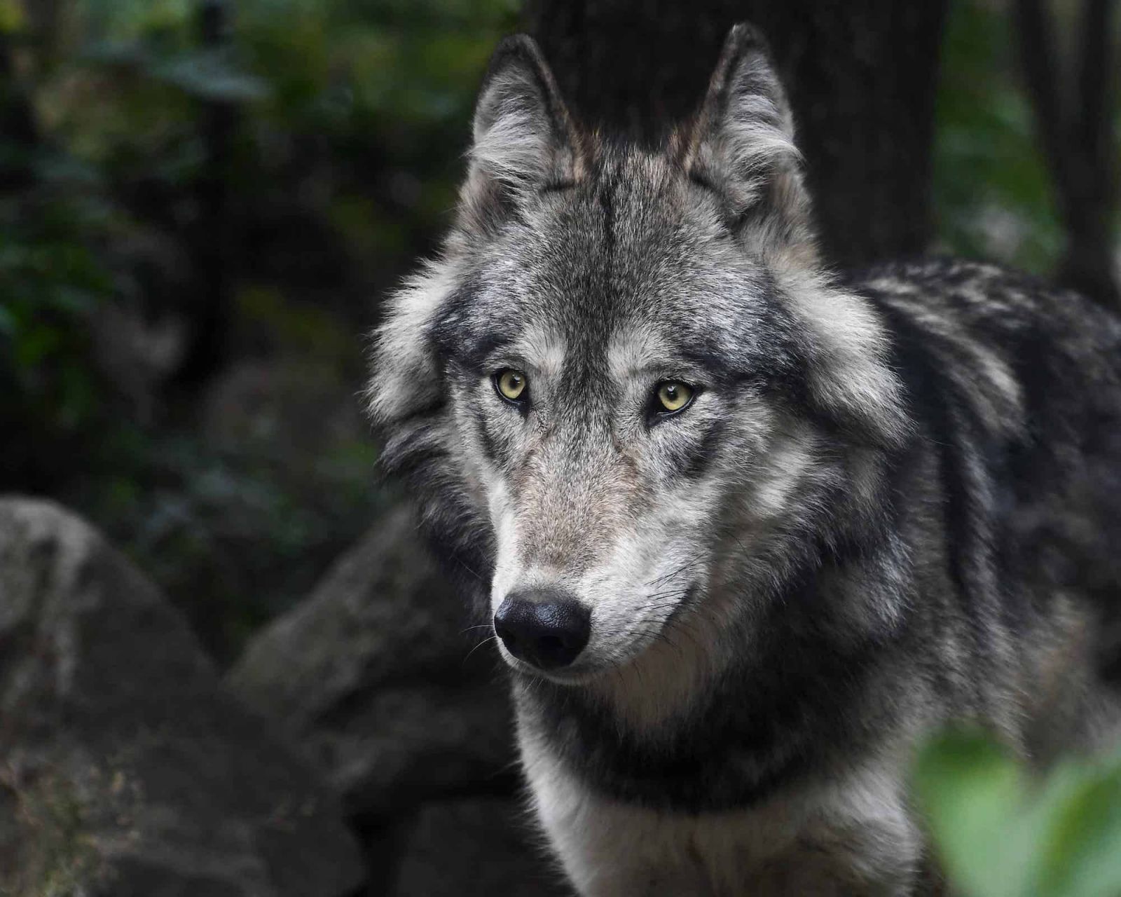 Chceme střílet vlky, požadují myslivci. Zvíře by prý už nemělo být chráněno