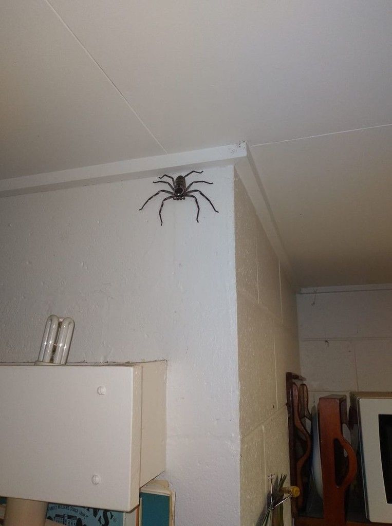 Muž v Austrálii zdieľa domácnosť s obrovským pavúkom, už 12 mesiacov sleduje, ako rastie