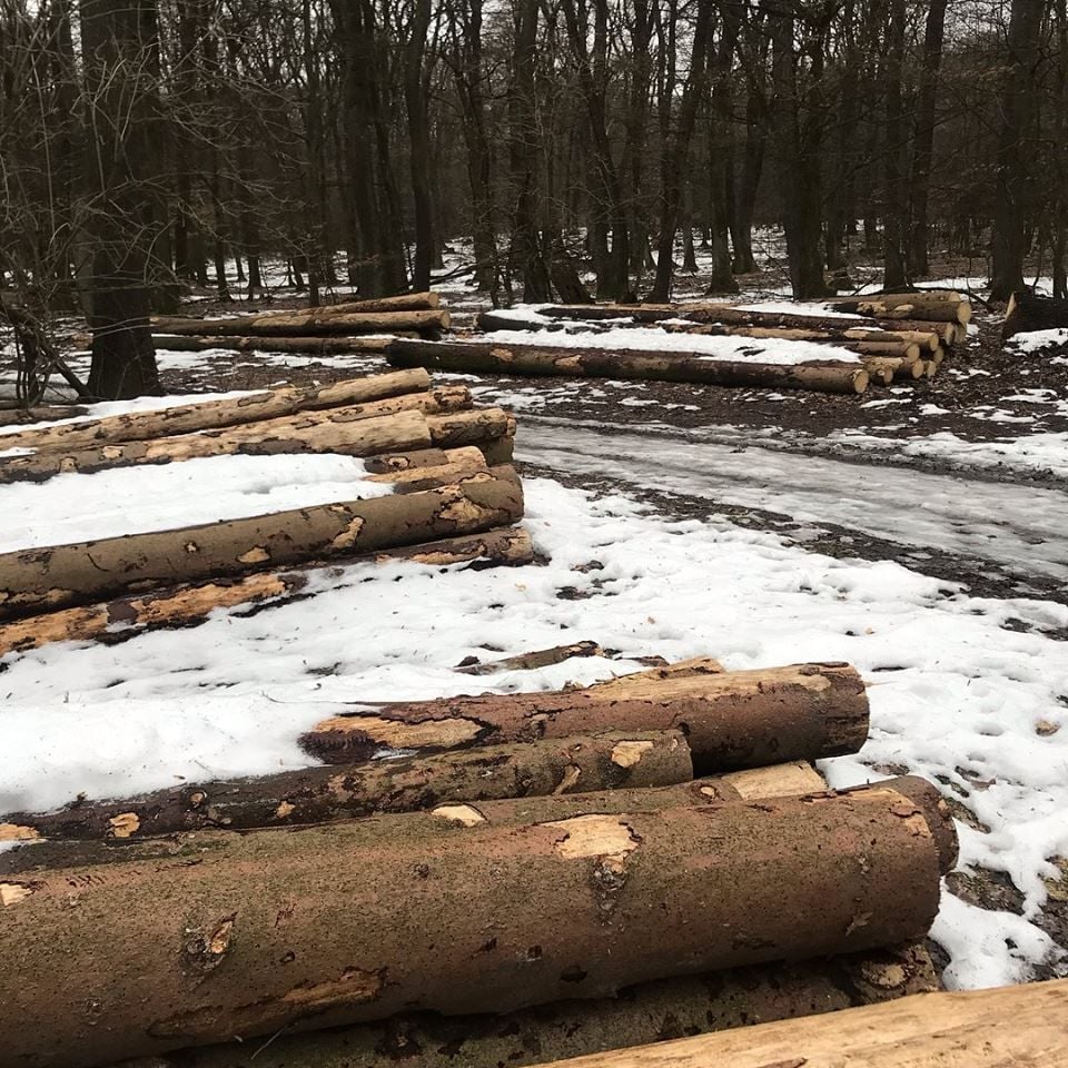 Výruby 120-ročných stromov v chránenom území rozhorčili Bratislavčanov, padli desiatky dubov a bukov