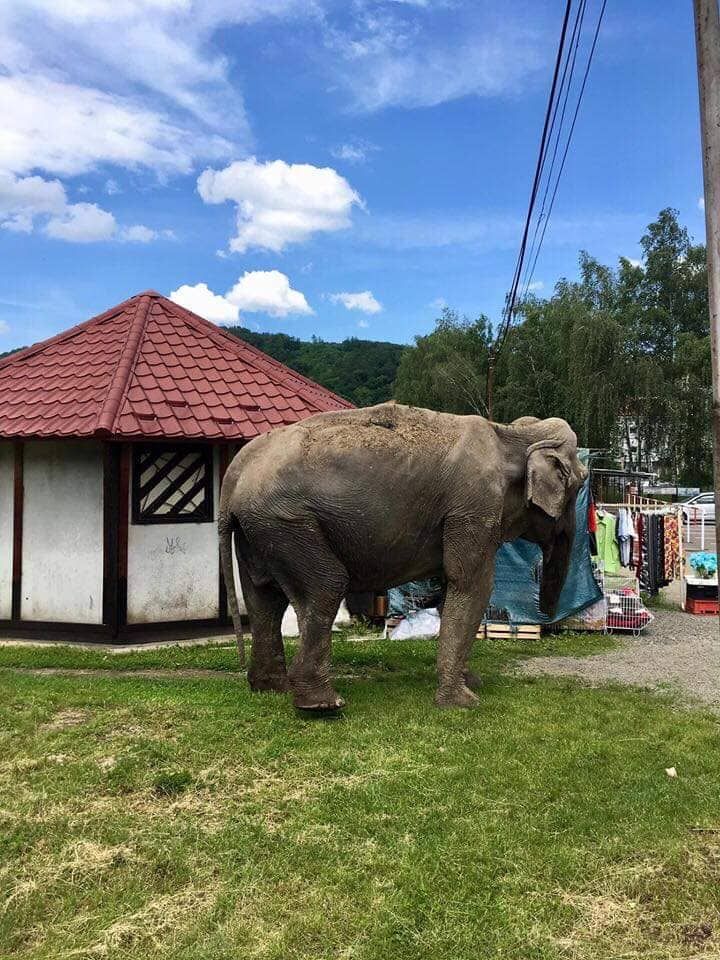 Vychudnutá slonica sa prechádzala po Snine. Je skrotená a zdravá, len je už stará, vraví manažérka cirkusu