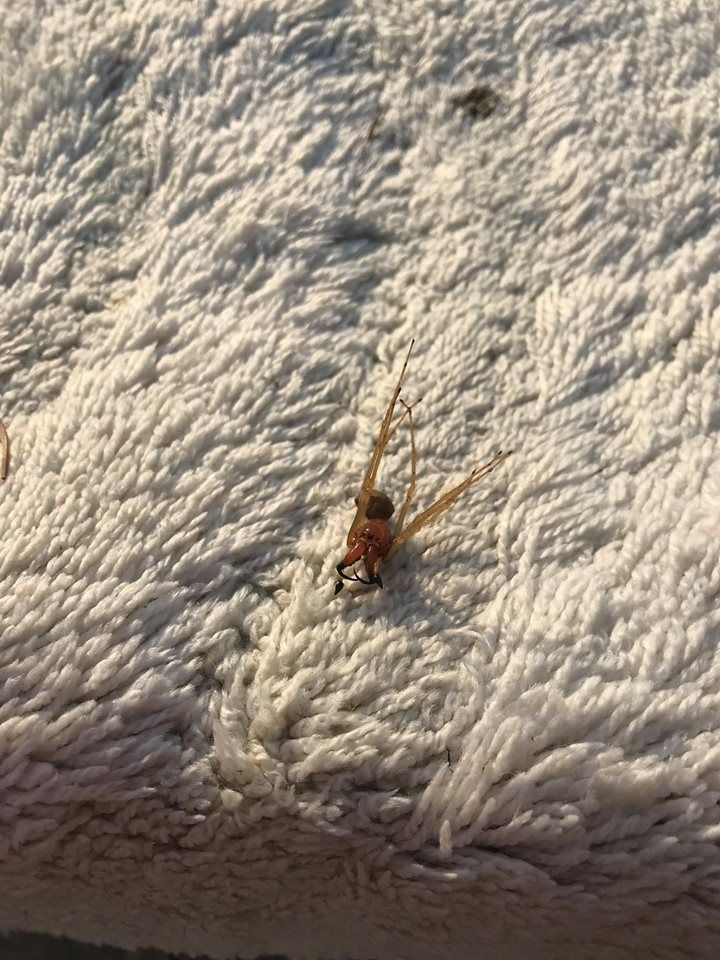 V Kútoch sa vyskytol jedovatý pavúk. Ak ťa uhryzne, môžeš skončiť v nemocnici