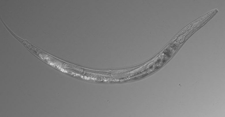 Objavili červa s tromi pohlaviami na mieste, kde nežijú takmer žiadne organizmy