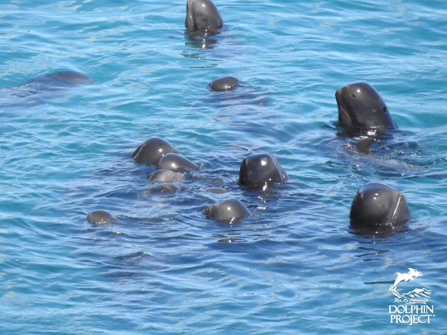 Video zachytáva, ako japonskí rybári nahnali rodinku delfínov na kopu. Tie sa až do svojej smrti od seba ani nepohli