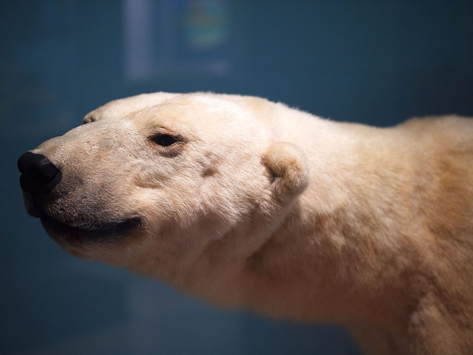 Po ruskej dedine sa potuloval vyhladovaný ľadový medveď, bol 700 kilometrov od svojho prirodzeného prostredia