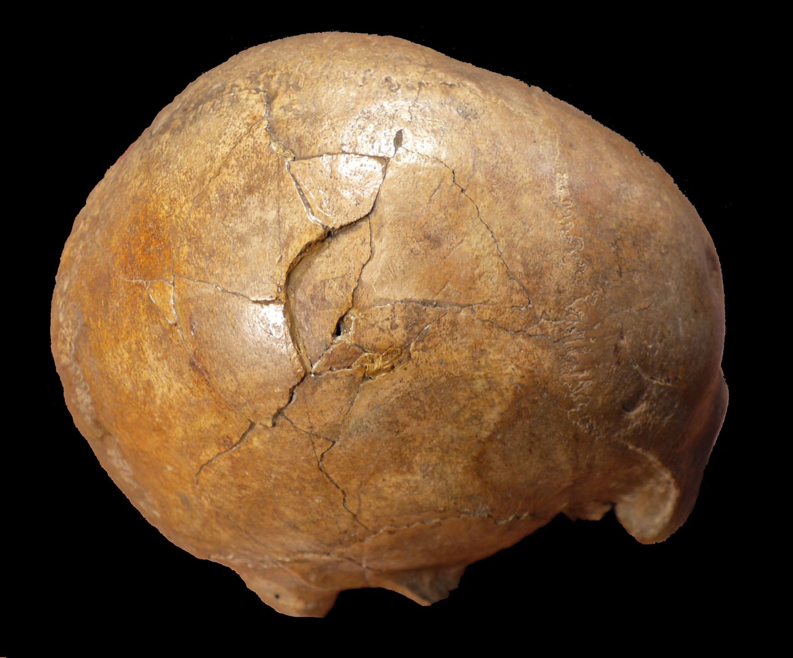 Ľudia sa vraždili už pred 33 000 rokmi. Lebka, ktorú našli v Rumunsku, má zranenia po útoku kameňom či palicou