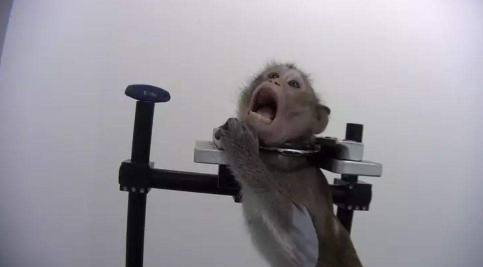 V nemeckom laboratóriu zneužívajú zvieratá, zo záberov aktivistov mrazí. Psa porcujú priamo na stole, opice majú kovové obojky