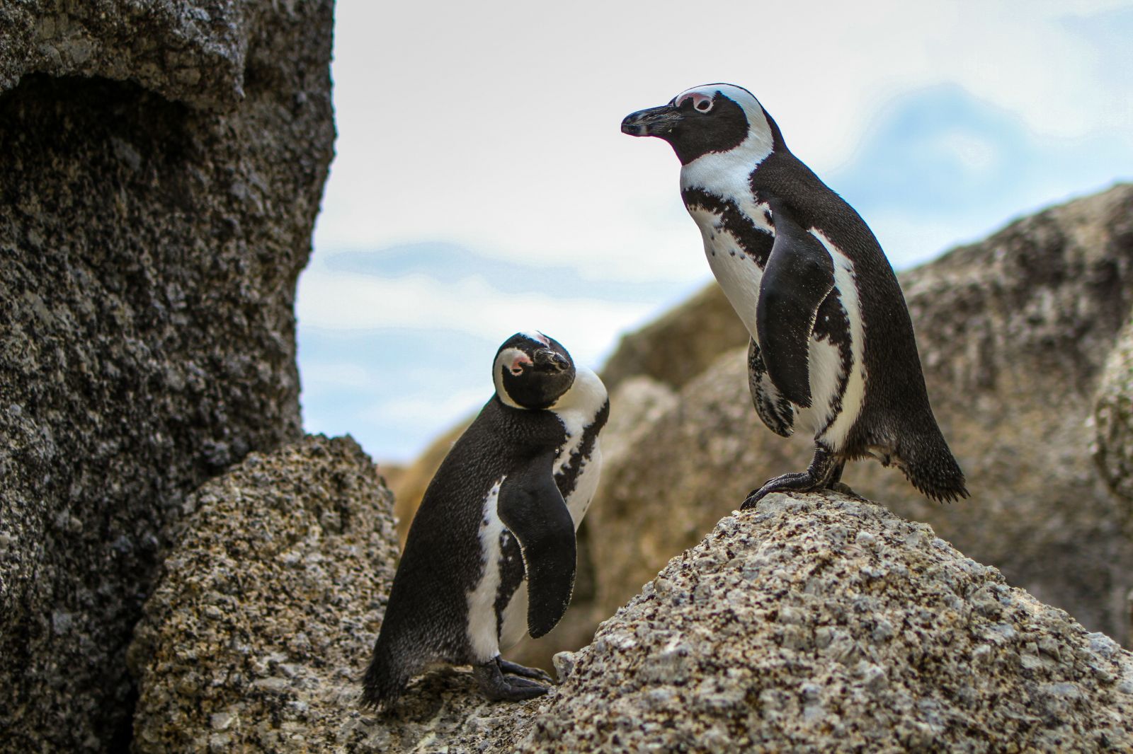 Homosexuálny pár tučniakov ukradol vajíčko, chceli sa stať oteckami