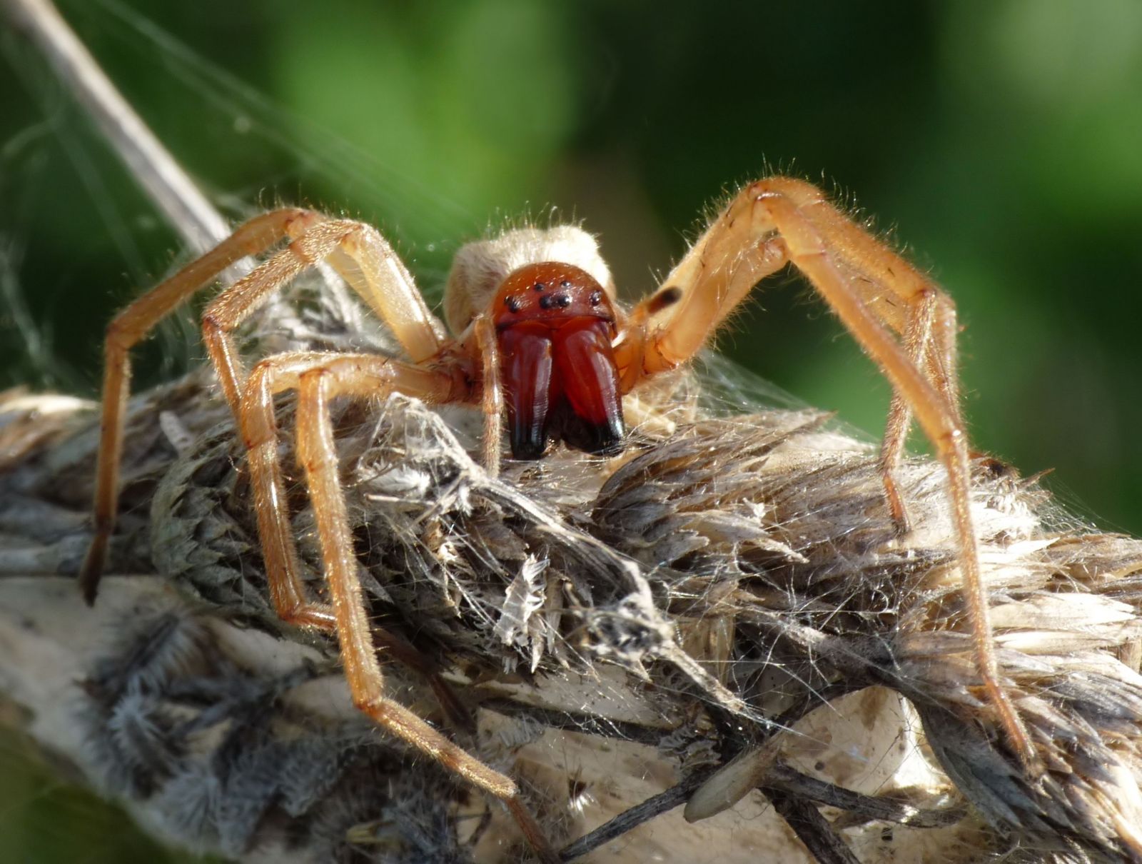 V Kútoch sa vyskytol jedovatý pavúk. Ak ťa uhryzne, môžeš skončiť v nemocnici