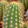 Mr. Cactus